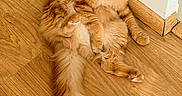 Simba participe au concours pour gagner de l'argent avec cette photo : cats, orange_cats, fluffy, longhaired, pets, animals, feline, ginger, tabby, sitting, lying_down, sprawled, fur, tails, whiskers, eyes, indoor, wooden_floor, corner, cute