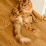 cats, orange_cats, fluffy, longhaired, pets, animals, feline, ginger, tabby, sitting, lying_down, sprawled, fur, tails, whiskers, eyes, indoor, wooden_floor, corner, cute