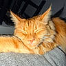 cat, orange_tabby, ginger_cat, sleeping, fluffy, fur, whiskers, ears, closed_eyes, pet, animal, couch, fabric, indoors, portrait, close_up, relaxed, cozy, gray_background, flash_photography