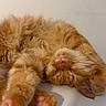 cat, ginger_cat, orange_fur, fluffy, sleeping, lying_down, upside_down, paws, pink_paw_pads, whiskers, pink_nose, pet, indoor, close_up, portrait, relaxed, cute, fur, playful, nap