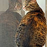 cat, tabby_cat, pet, animal, reflection, window, windowsill, indoor, sitting, portrait, fur, striped_fur, green_eyes, whiskers, ears, sunlight, warm_lighting, glass, closeup, looking_away