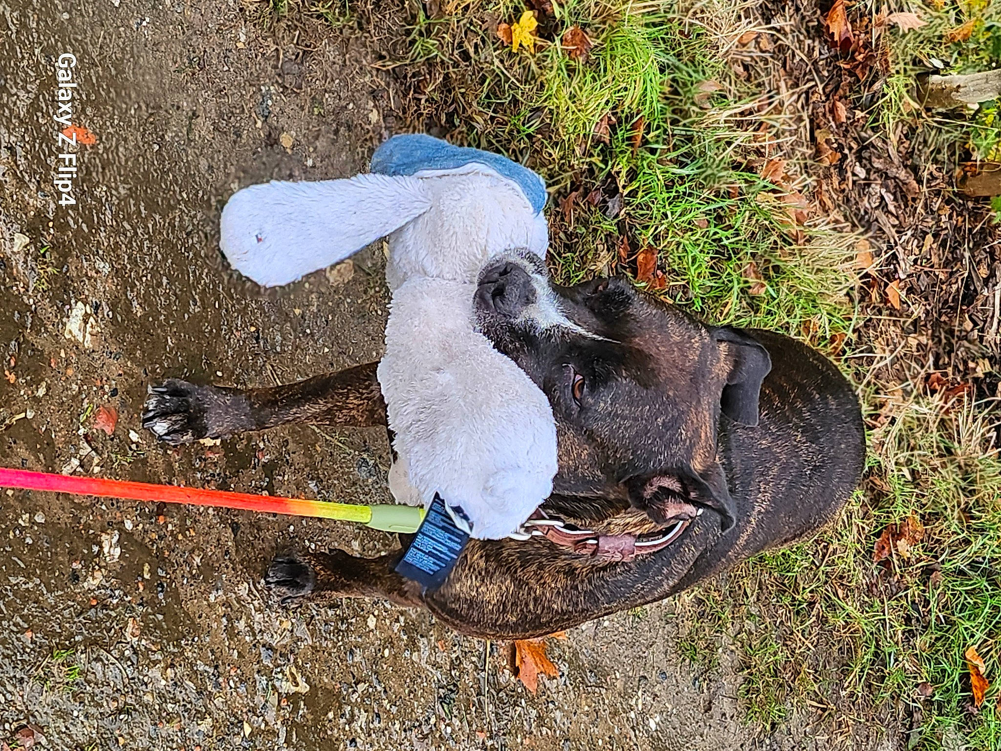 Bella participe au concours pour gagner de l'argent avec cette photo : beak, bird, concrete, fashion_accessory, feather, grass, groundcover, hat, outdoor_shoe, plant, soil, tail, walking_shoe