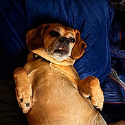 Cookie joined the competition — help win amazing prizes! bed, bedding, belly, blue_pillow, canine, collar, cute, dog, indoors, lying_on_back, nose, paws, pet, pillow, portrait, relaxed, short_hair, tan_coat, tongue, whiskers