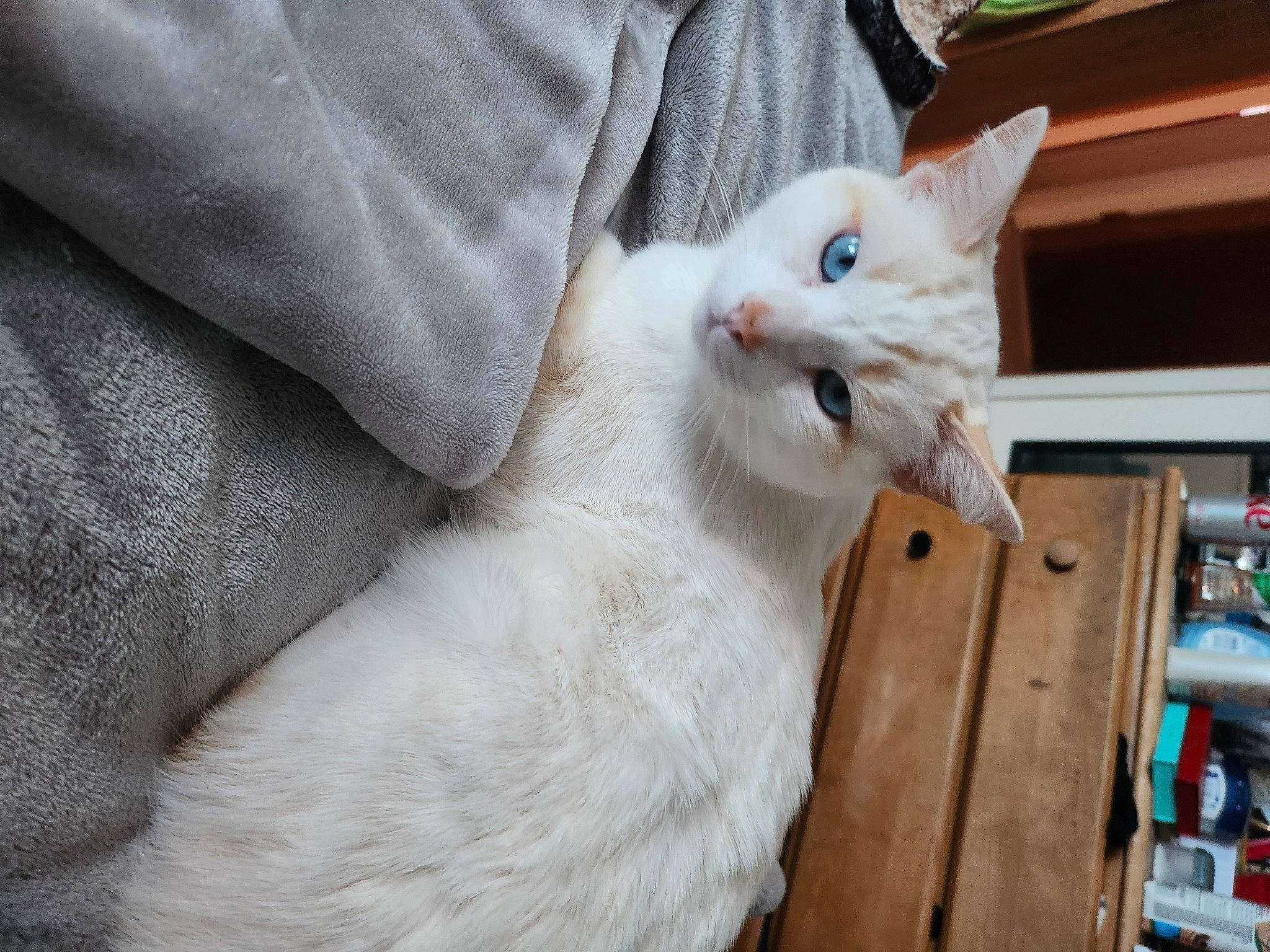 Dougal Mcmurphy joined the competition — help win amazing prizes! carnivore, cat, cat_supply, claw, comfort, domestic_short_haired_cat, fawn, felidae, fur, paw, shelf, small_to_medium_sized_cats, snout, tail, whiskers, wood