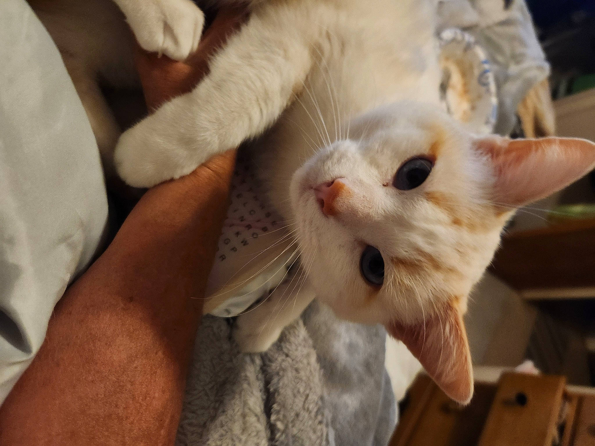 Dougal Mcmurphy joined the competition — help win amazing prizes! carnivore, cat, claw, comfort, domestic_short_haired_cat, ear, fawn, felidae, fur, gesture, nail, paw, small_to_medium_sized_cats, snout, tail, whiskers