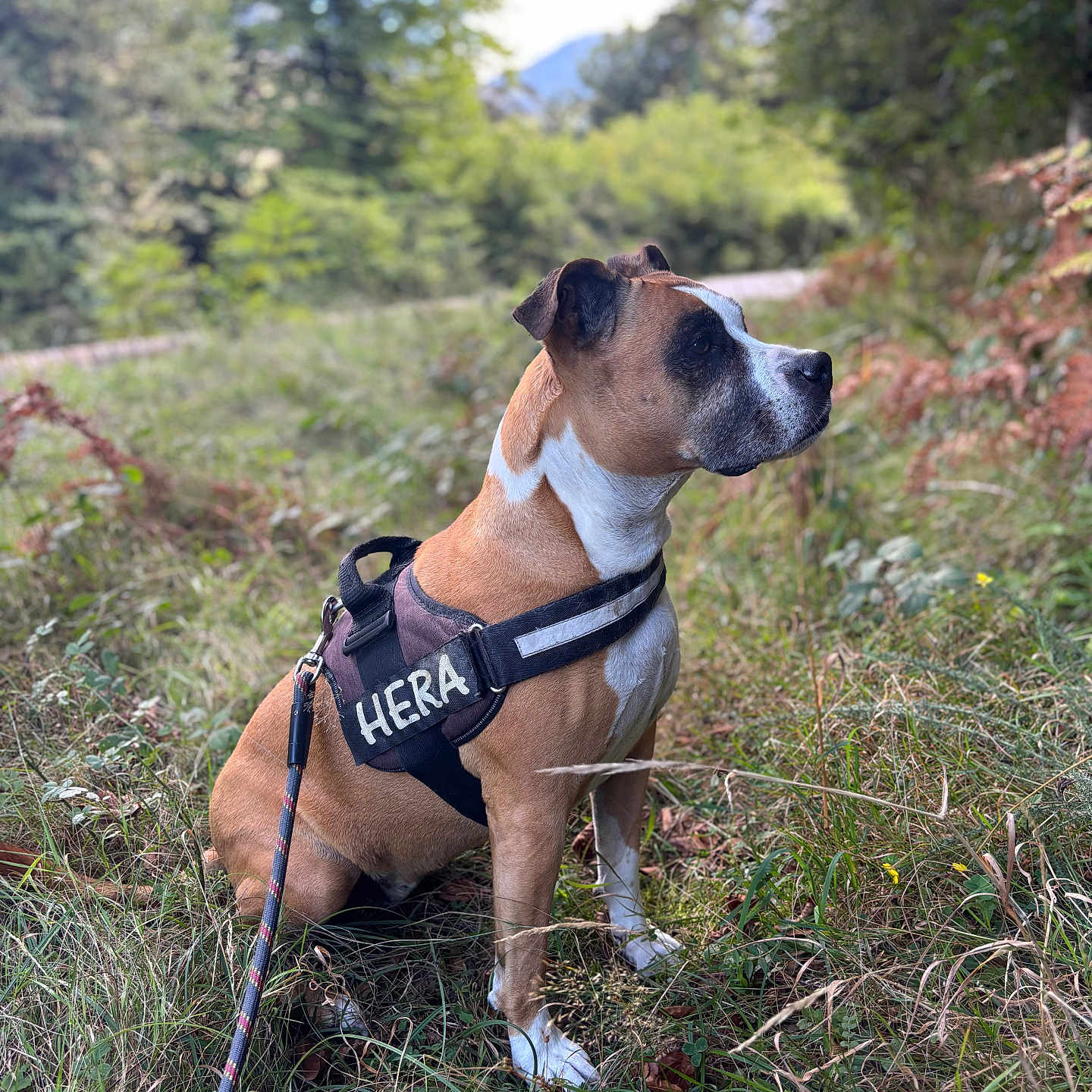 Hera