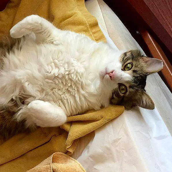 Weetnut is registered to the contest to win money with this photo: