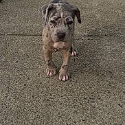 Saint joined the competition — help win amazing prizes! puppy, dog, concrete, sidewalk, outdoor, animal, pet, young, walking, spot, ears, tail, cute, fur, legs, paws, expression, nature, ground, daylight