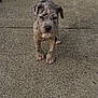 puppy, dog, concrete, sidewalk, outdoor, animal, pet, young, walking, spot, ears, tail, cute, fur, legs, paws, expression, nature, ground, daylight