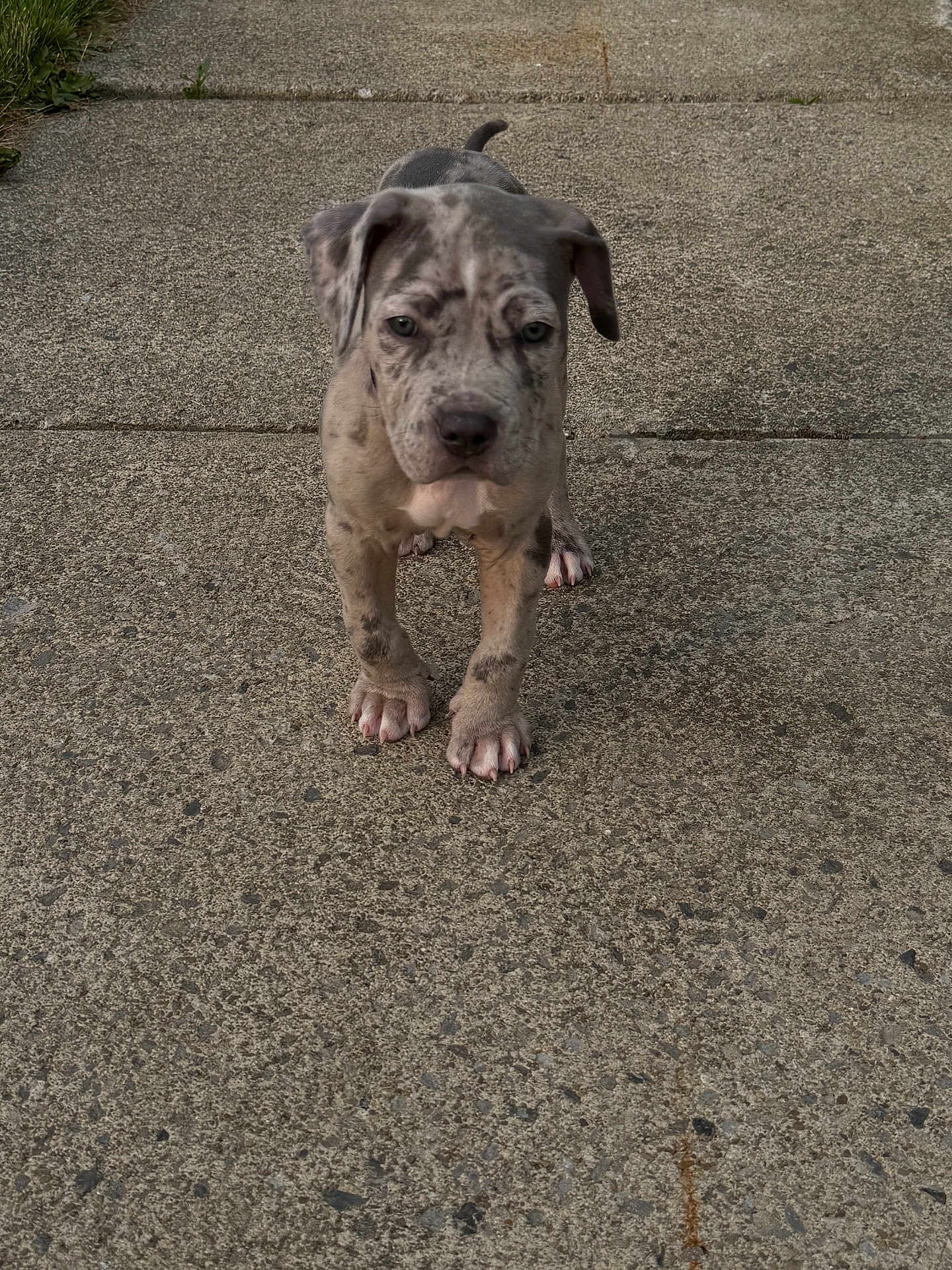 Saint joined the competition — help win amazing prizes! puppy, dog, concrete, sidewalk, outdoor, animal, pet, young, walking, spot, ears, tail, cute, fur, legs, paws, expression, nature, ground, daylight
