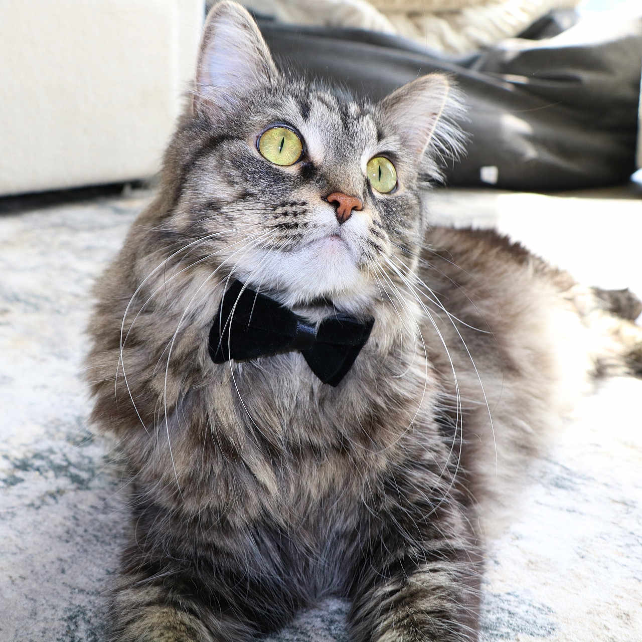 Winnie is registered to the contest to win money with this photo: abyssinian, accessories, alloywheel, animal, car, carwheel, cat, couch, formalwear, furniture, kitten, machine, manx, necktie, pet, spoke, strap, tie, tire, transportation