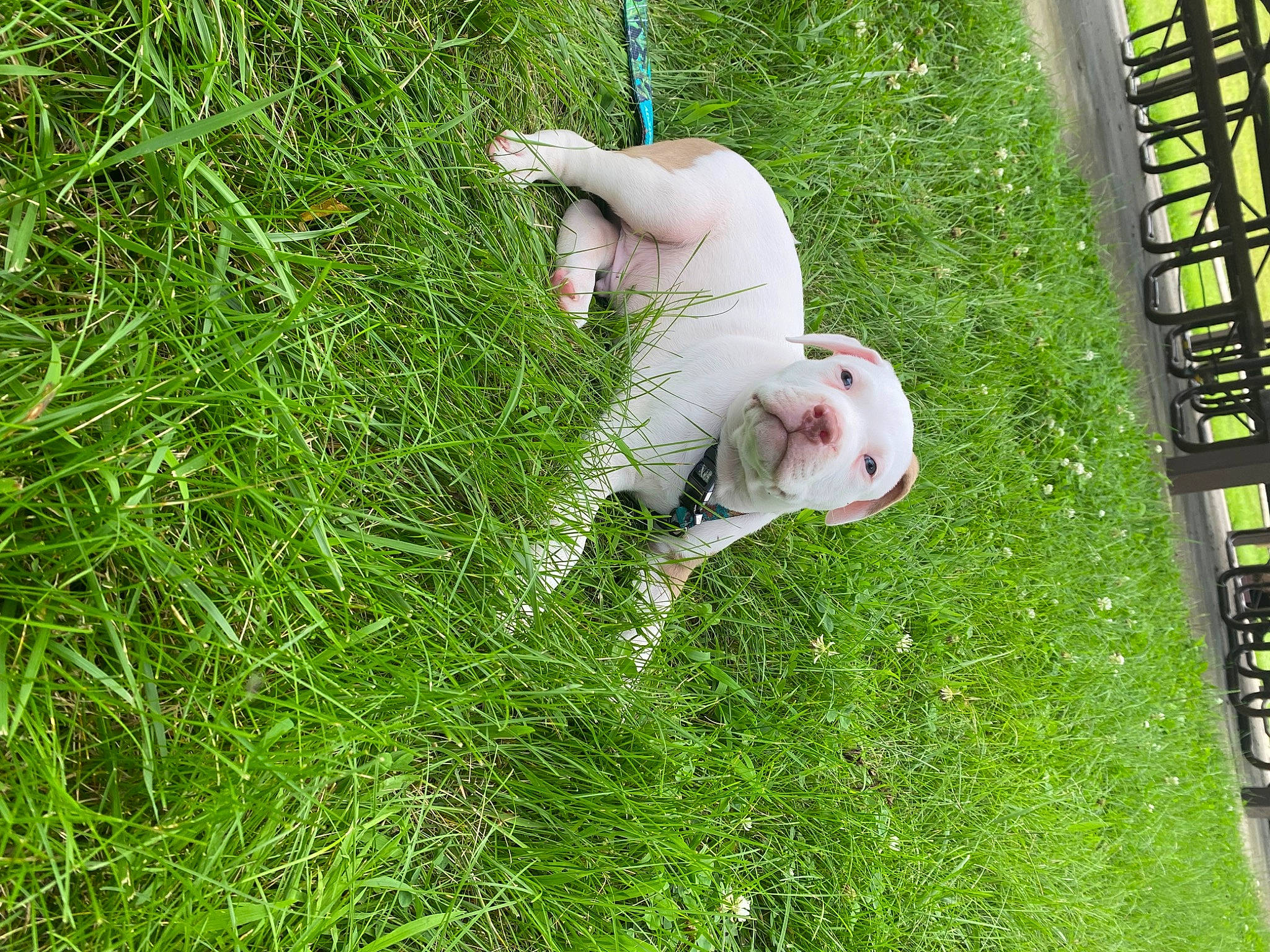 Rocky joined the competition — help win amazing prizes! carnivore, companion_dog, dog, dog_breed, fawn, grass, grassland, green, groundcover, landscape, lawn, leisure, pasture, people_in_nature, plant, shrub, sporting_group, tail, tree, vertebrate