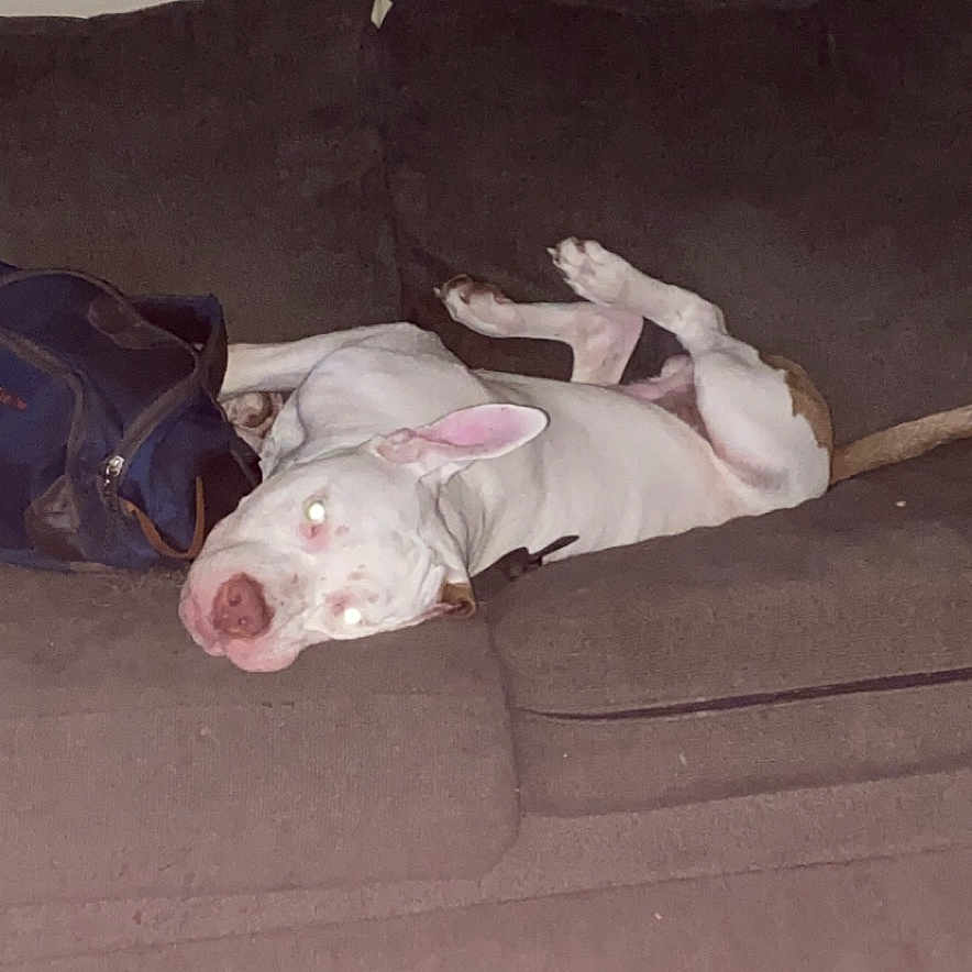 Rocky joined the competition — help win amazing prizes! carmine, carnivore, comfort, companion_dog, couch, dog, dog_breed, dog_supply, fawn, flooring, grey, linens, pillow, plastic_bottle, room, snout, tail, water_bottle, wood, working_animal