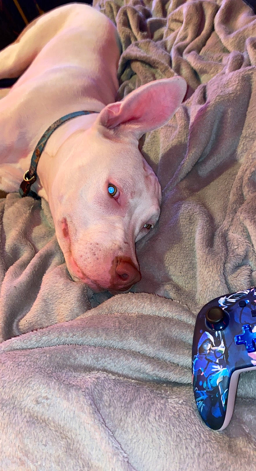 Rocky is registered to the contest to win money with this photo: blue, canidae, carnivore, comfort, companion_dog, dog, dog_breed, electric_blue, fawn, flesh, grey, guard_dog, input_device, non_sporting_group, peripheral, snout, sporting_group, terrestrial_animal, whiskers, wrinkle