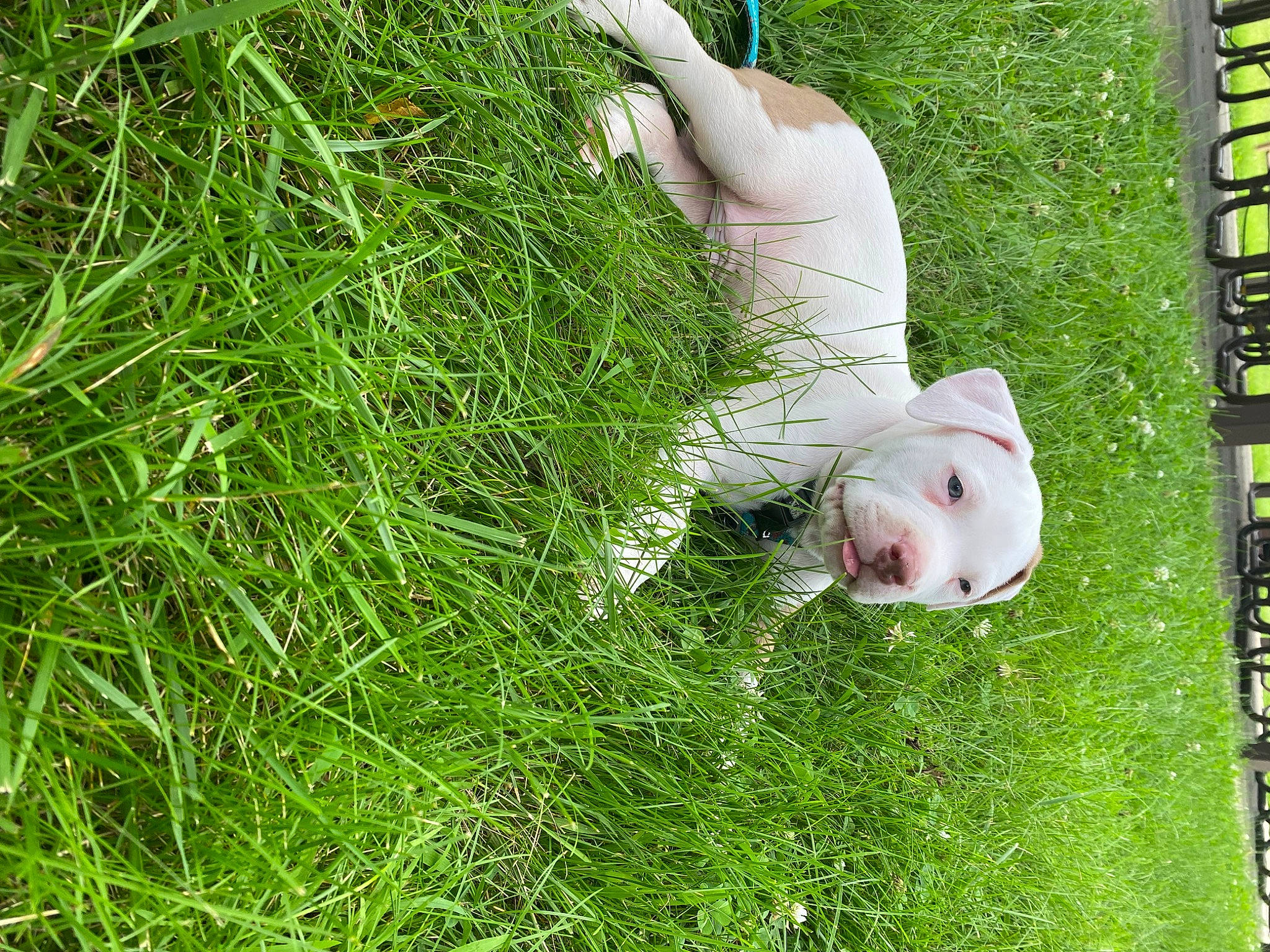 Rocky joined the competition — help win amazing prizes! canidae, companion_dog, dog_breed, fawn, grass, grass_family, grassland, groundcover, happy, human_body, lawn, meadow, pasture, people_in_nature, plant, shrub, sporting_group, tail, tree, wildlife