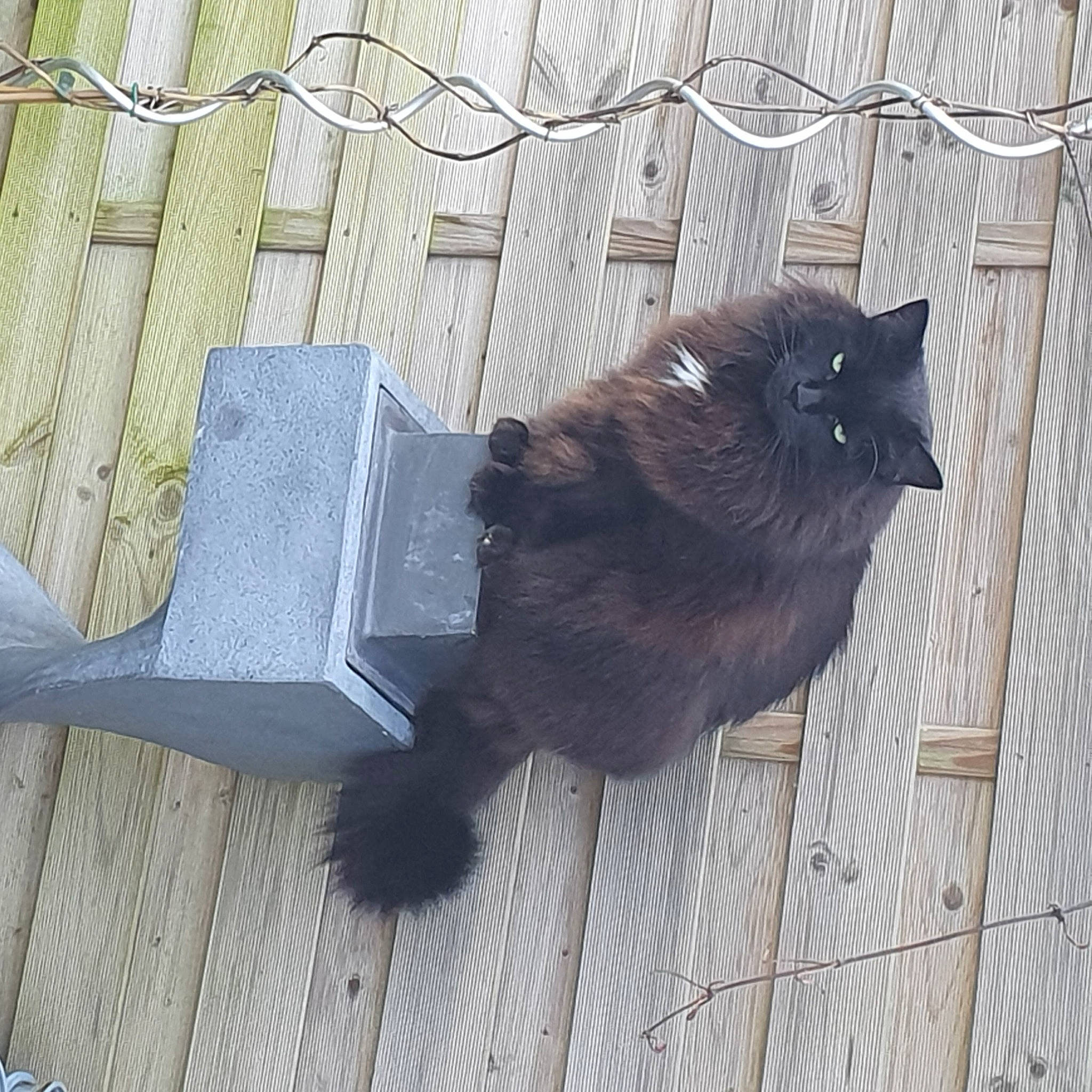 Bobo joined the competition — help win amazing prizes! animal_shelter, black_cat, bombay, canidae, carnivore, cat, claw, dog_breed, domestic_short_haired_cat, felidae, flooring, fur, grey, paw, small_to_medium_sized_cats, sporting_group, tail, terrestrial_animal, whiskers, wood