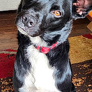 Buddy joined the competition — help win amazing prizes! dog, black_and_white, sitting, head_tilt, portrait, pet, canine, animal, indoors, living_room, rug, carpet, couch, collar, red_collar, white_chest, floppy_ears, upright_ears, short_hair, curious