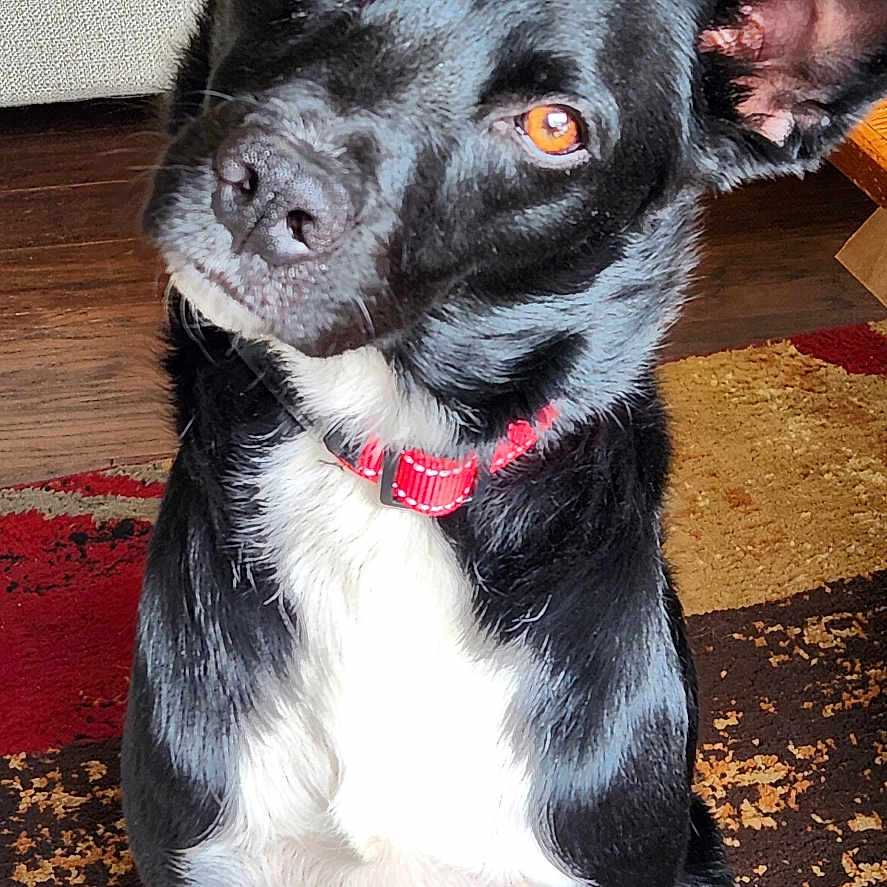 Buddy