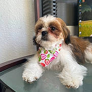 Rosie is registered to the contest to win money with this photo: dog, bandana, fluffy, indoor, table, glass, brown, white, pet, cute, relaxed, closeup, small_dog, fur, face, paw, monitor, technology, wall, resting