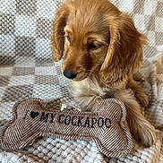 Hunnie is registered to the contest to win money with this photo: puppy, dog, cockapoo, toy, bone_shaped_toy, plush_toy, blanket, cozy, pet, animal, fur, cute, brown, indoor, resting, closeup, soft, ears, snout, looking_down