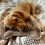 puppy, dog, toy, blanket, fabric, chewing, brown, cute, pet, animal, cozy, soft_focus, texture, lying_down, indoor, close_up, playful, young, fur, resting