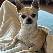 Roscó participe au concours pour gagner de l'argent avec cette photo : dog, chihuahua, pet, blanket, cozy, indoor, small_dog, fur, ears, curious, lying_down, domestic_animal, cute, animal, mammal, companion, resting, soft_texture, comfort, portrait