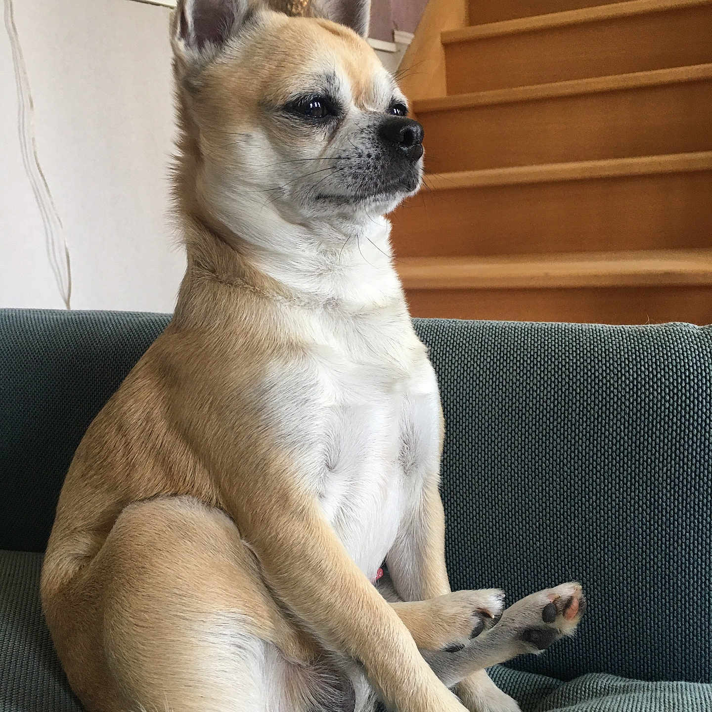 Roscó a rejoint le concours — aidez-le/la à gagner de superbes lots ! calm, canine, couch, cute, dog, domestic_animal, ears_up, furniture, household, indoor, light_brown_fur, paw, pet, relaxed, side_view, sitting, small_dog, stairs, tail, white_fur