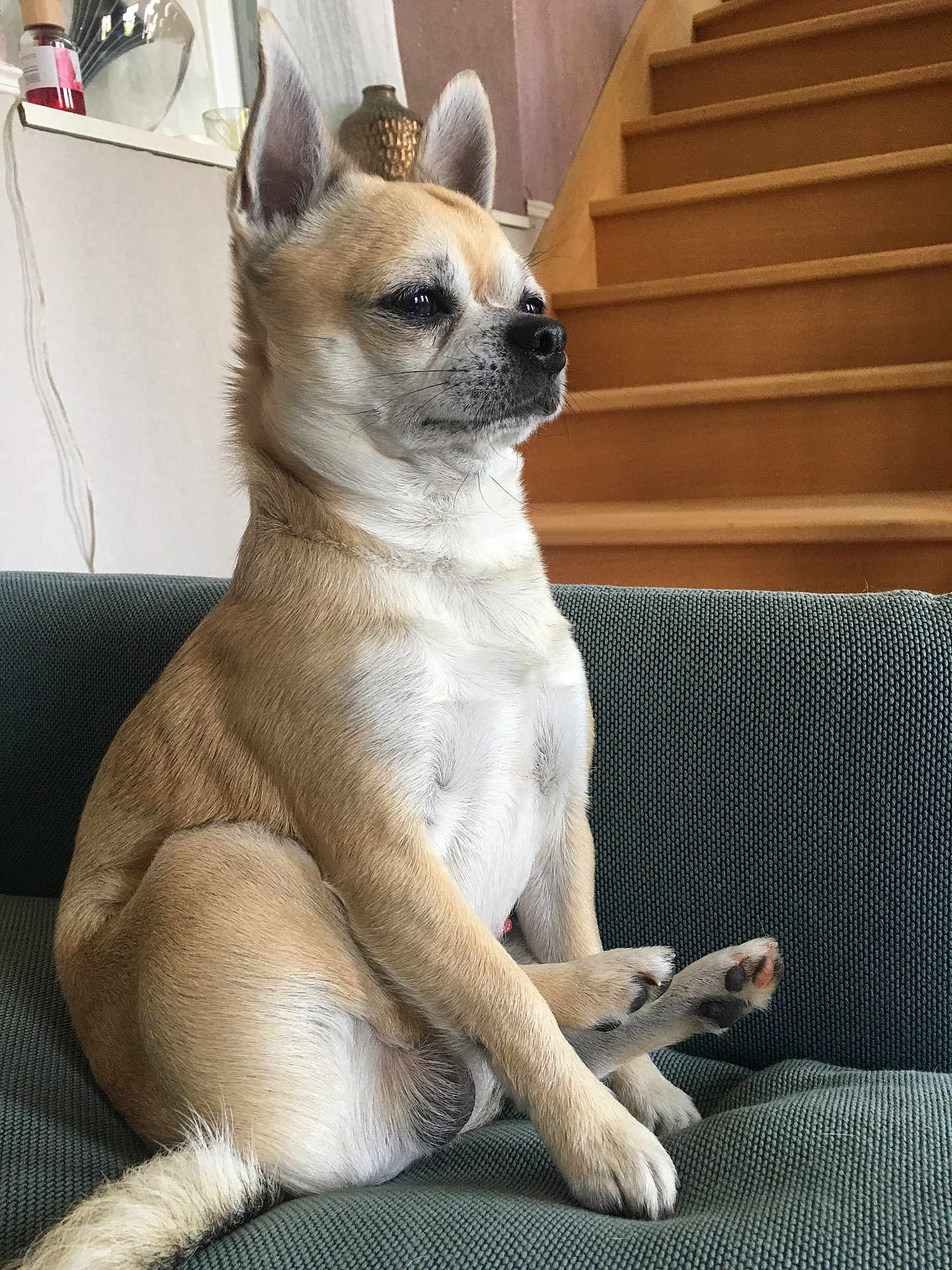 Roscó a rejoint le concours — aidez-le/la à gagner de superbes lots ! dog, small_dog, sitting, couch, indoor, stairs, furniture, light_brown_fur, white_fur, pet, ears_up, side_view, calm, household, paw, tail, domestic_animal, relaxed, canine, cute