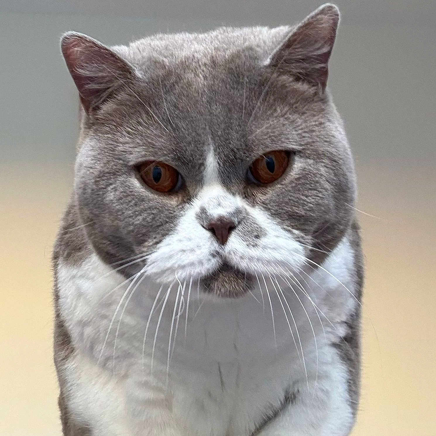 Rocco is registered to the contest to win money with this photo: abyssinian, angora, animal, art, cat, drawing, egyptiancat, gray, kitten, manx, pet, snout