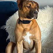 Samson joined the competition — help win amazing prizes! dog, canine, pet, sitting, brown_coat, white_patch, collar, indoor, couch, furniture, fluffy_blanket, calm, alert, portrait, domestic_animal, fur, ears, snout, paw, companion