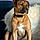 Samson