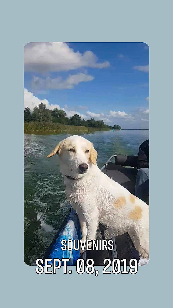 Jody a rejoint le concours — aidez-le/la à gagner de superbes lots ! body_of_water, canidae, carnivore, cloud, companion_dog, cumulus, dog, dog_breed, happy, horizon, lake, landscape, natural_landscape, nature, ocean, sky, sporting_group, stock_photography, water, water_resources