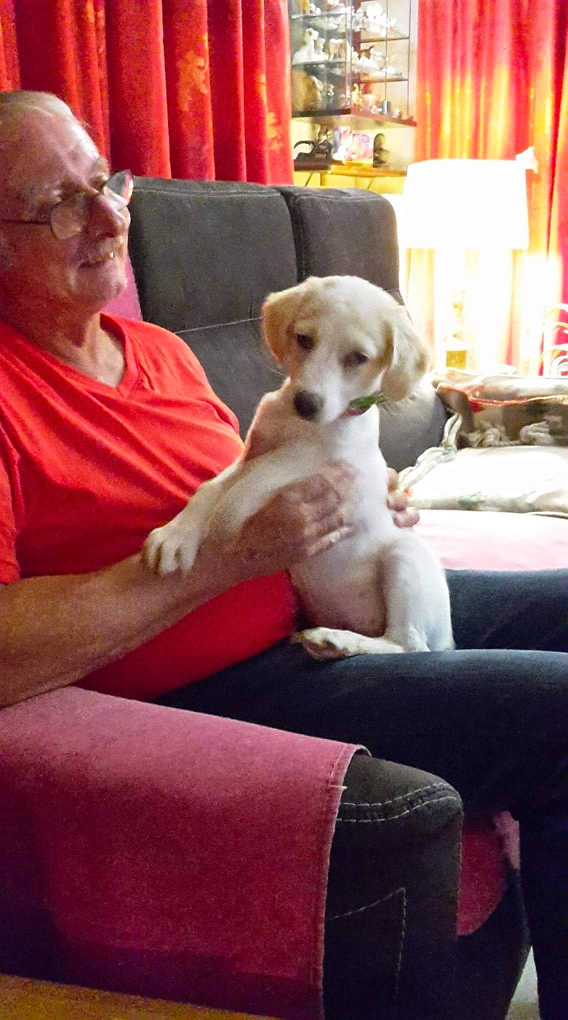 Jody a rejoint le concours — aidez-le/la à gagner de superbes lots ! beagle, canidae, carnivore, companion_dog, dog, dog_breed, fawn, labrador_retriever, mammal, pointer, puppy, puppy_love, sporting_group, vertebrate