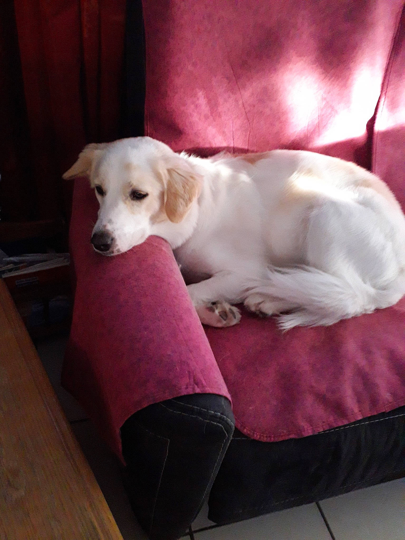 Jody participe au concours pour gagner de l'argent avec cette photo : akbash_dog, canidae, carnivore, companion_dog, dog, dog_breed, labrador_retriever, mammal, puppy, rare_breed_dog, retriever, sporting_group