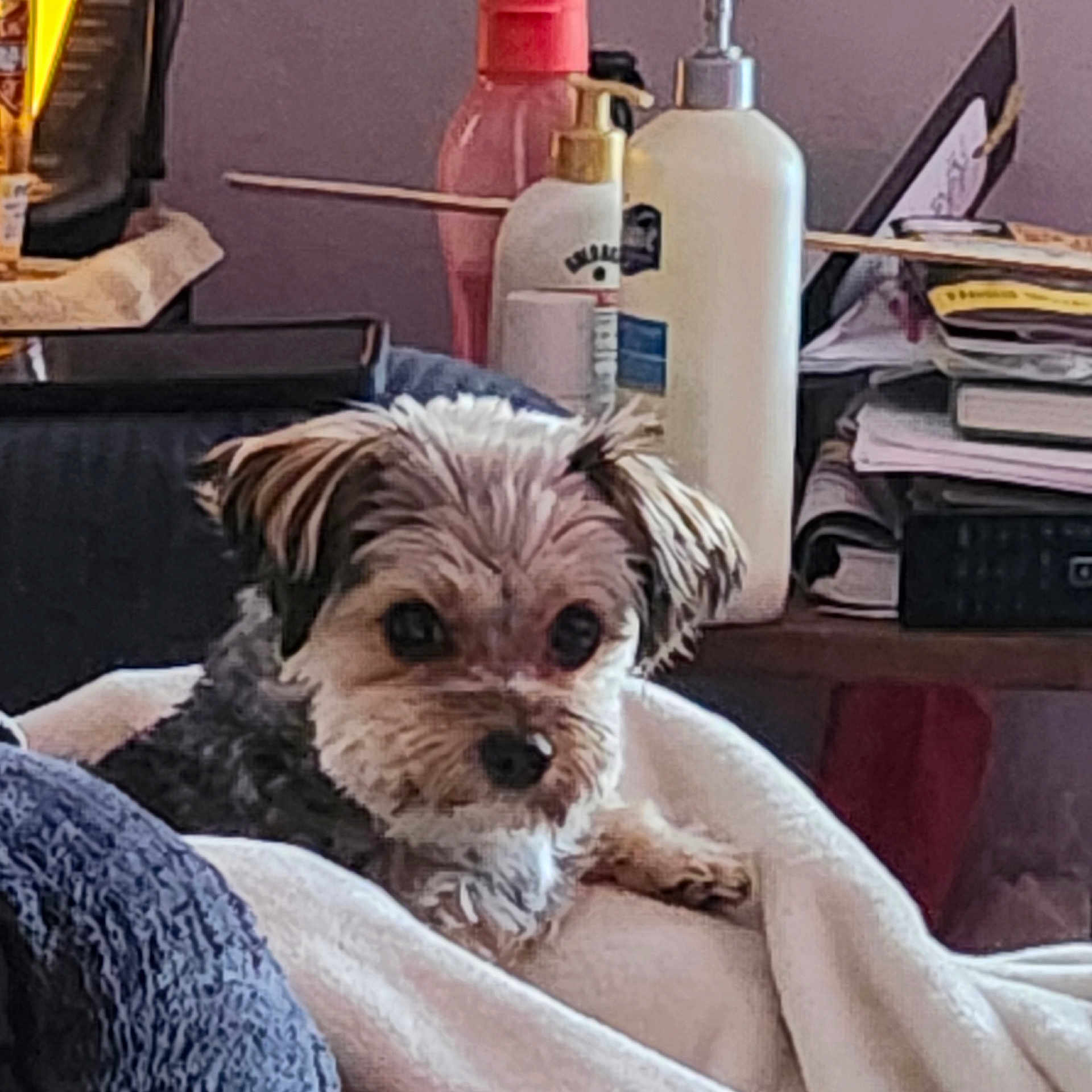 Lucy joined the competition — help win amazing prizes! animal, bed, bedroom, blanket, bottle, canine, couch, dog, furniture, homedecor, indoors, jar, linen, pet, plant, pottedplant, puppy, room, terrier, towel