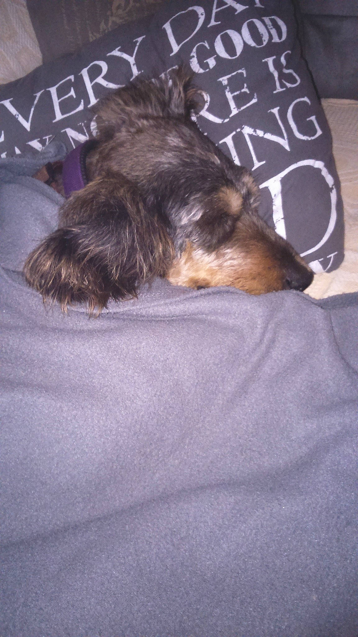 Dolly participe au concours pour gagner de l'argent avec cette photo : australian_silky_terrier, canidae, carnivore, companion_dog, dachshund, dog, dog_breed, liver, nap, puppy, sleep, welsh_terrier