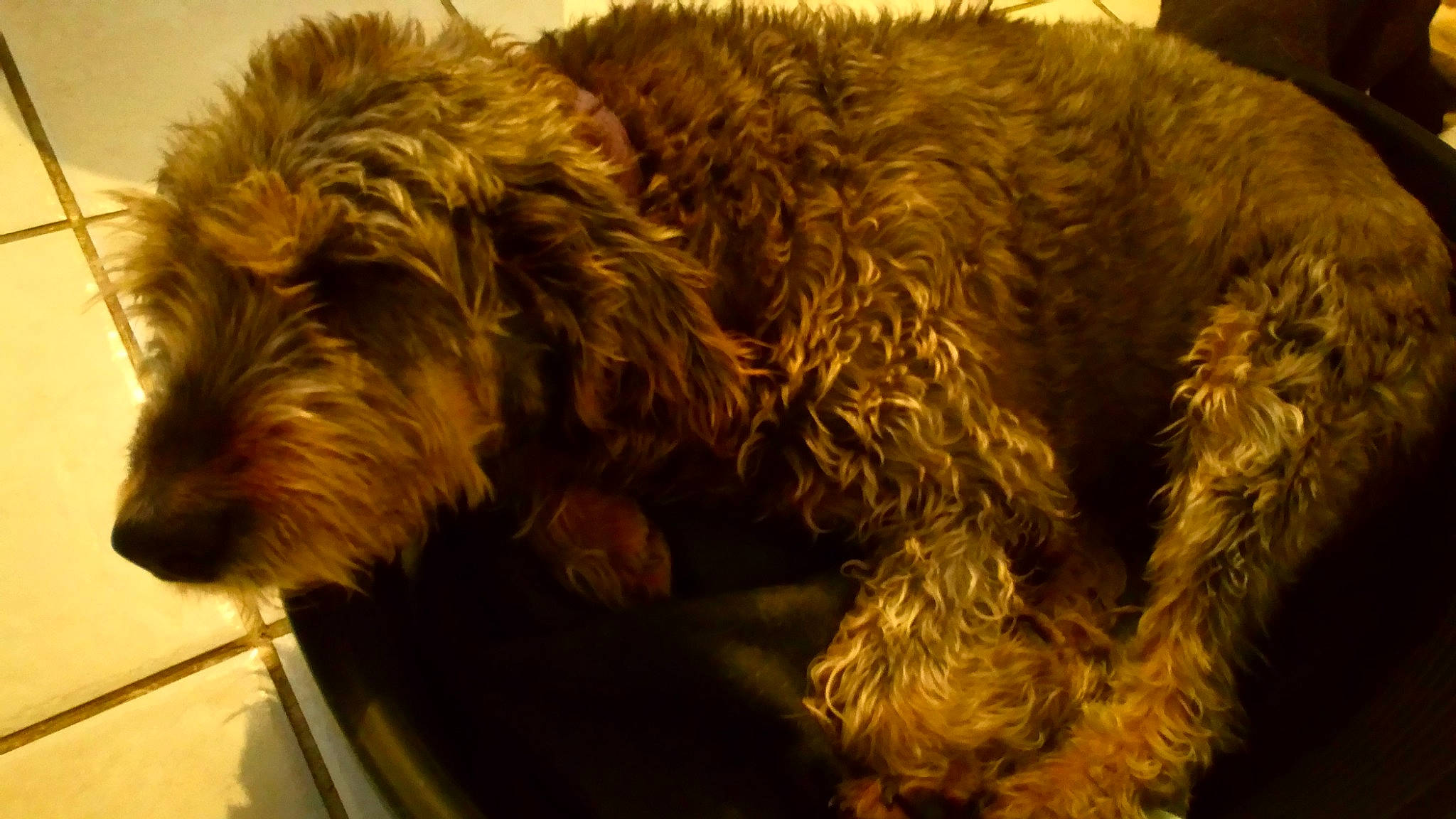 Dolly a rejoint le concours — aidez-le/la à gagner de superbes lots ! bosnian_coarse_haired_hound, canidae, carnivore, cockapoo, companion_dog, dog, dog_breed, dutch_smoushond, fur, mammal, otterhound, poodle_crossbreed, rare_breed_dog, schnoodle, small_terrier, snout, sporting_group, sporting_lucas_terrier, terrier, vertebrate