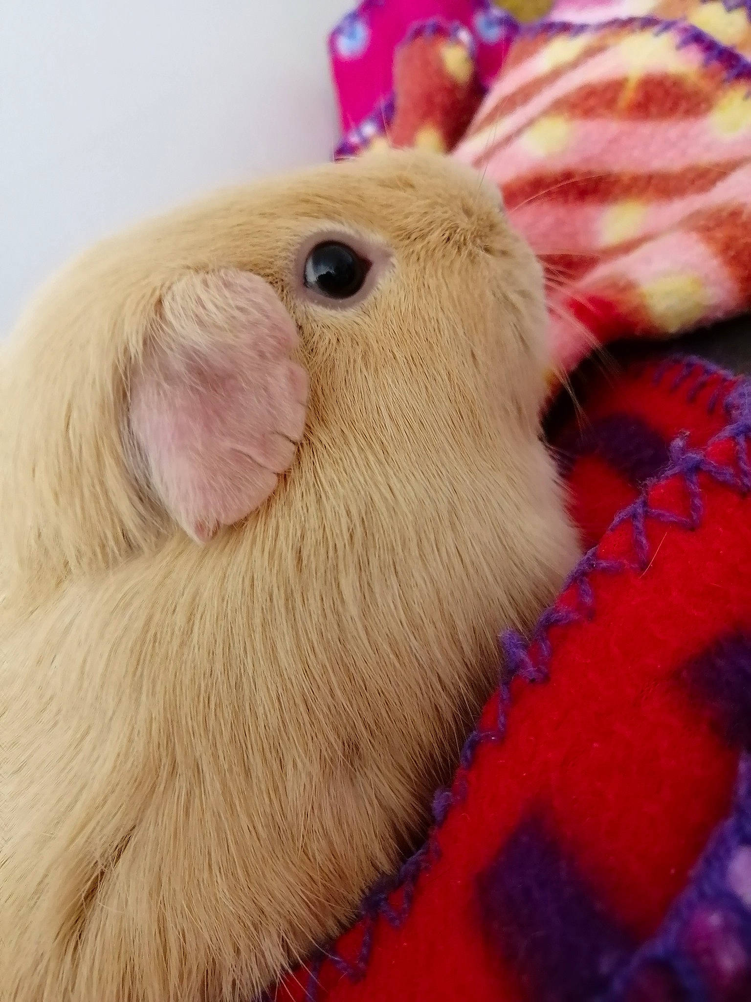 Cookie participe au concours pour gagner de l'argent avec cette photo : fawn, fur, gerbil, guinea_pig, hamster, rodent, snout, whiskers