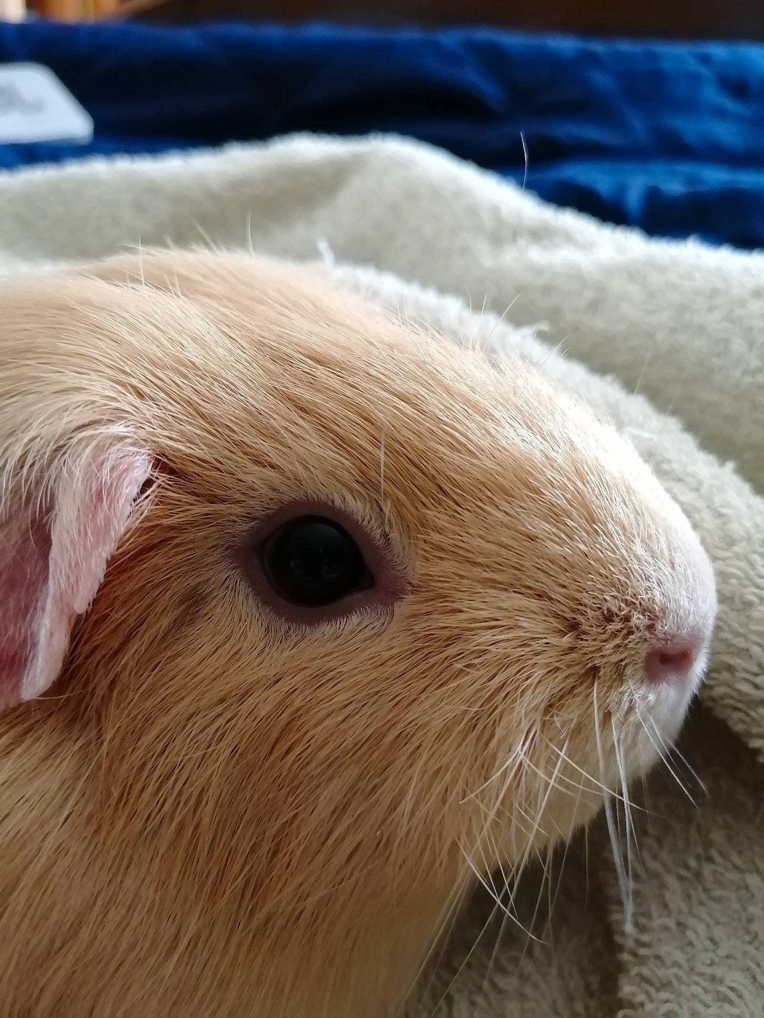 Cookie participe au concours pour gagner de l'argent avec cette photo : beige, close_up, domestic_rabbit, ear, fawn, fur, gerbil, guinea_pig, mammal, muridae, nose, rabbit, rabbits_and_hares, rodent, skin, snout, whiskers