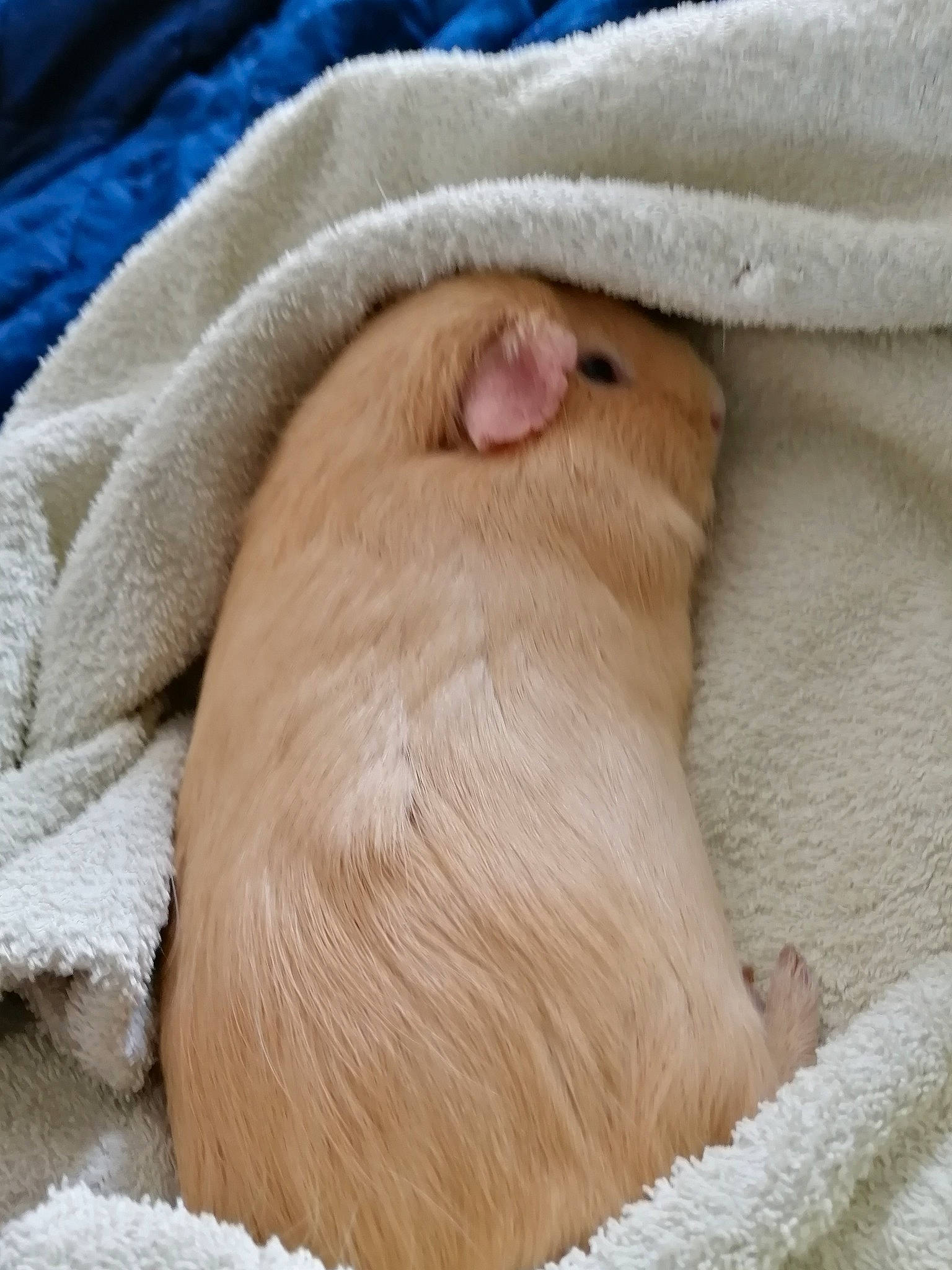 Cookie participe au concours pour gagner de l'argent avec cette photo : baby, beige, child, fawn, fur, gerbil, hamster, muridae, muroidea, rodent, skin, whiskers