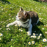Oreo a rejoint le concours — aidez-le/la à gagner de superbes lots ! cat, grass, daisies, flowers, outdoor, sunlight, nature, animal, pet, relaxed, greenery, daytime, whiskers, collar, mammal, garden, flora, peaceful, summer, closeup