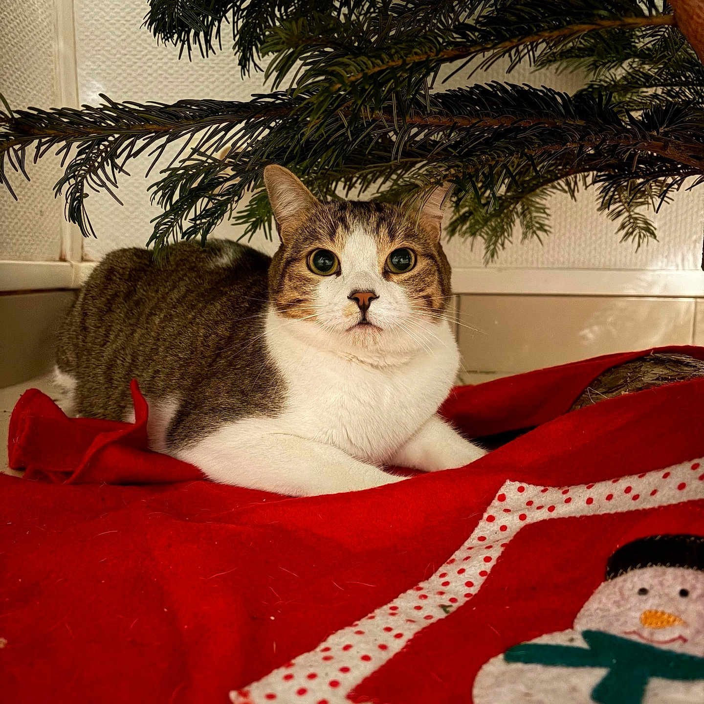 Oreo participe au concours pour gagner de l'argent avec cette photo : animal, cat, christmas_tree, closeup, cozy, cute, decor, festive, fur, greenery, holiday, indoor, looking, pet, red_blanket, relaxed, snowman, tabby, whiskers, white
