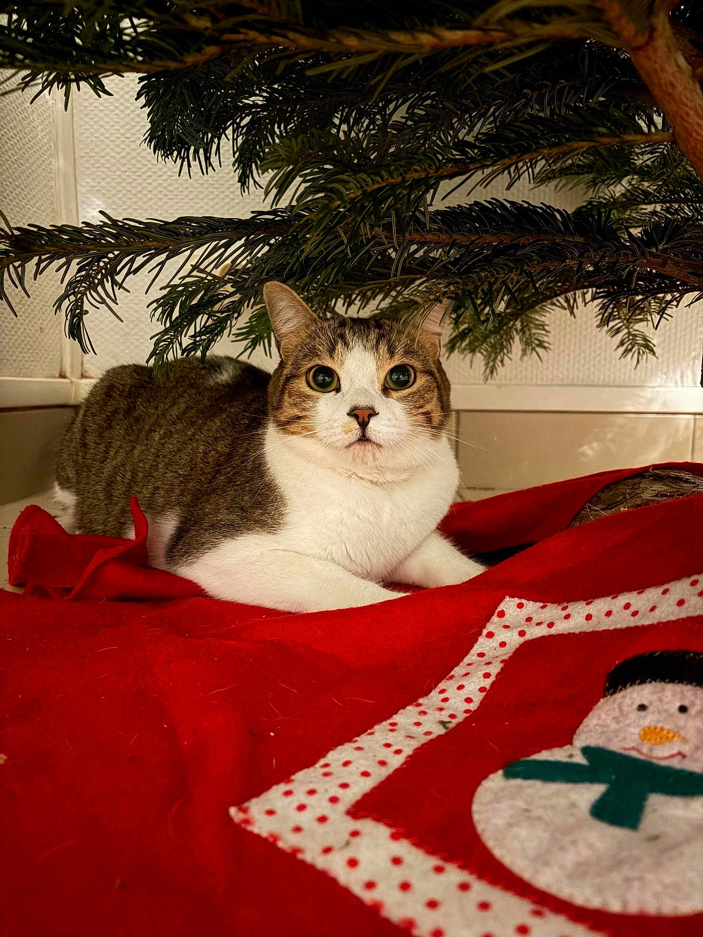 Oreo participe au concours pour gagner de l'argent avec cette photo : cat, tabby, white, christmas_tree, red_blanket, snowman, indoor, pet, holiday, festive, fur, animal, relaxed, cozy, greenery, decor, cute, whiskers, looking, closeup