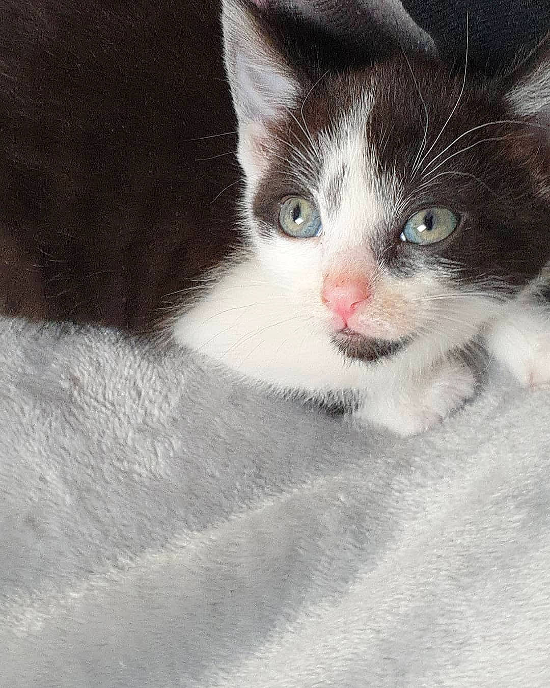 Bella joined the competition — help win amazing prizes! aegean_cat, american_wirehair, black_and_white, carnivore, cat, domestic_short_haired_cat, european_shorthair, eye, felidae, fur, iris, kitten, mammal, nose, polydactyl_cat, skin, small_to_medium_sized_cats, snout, whiskers, white