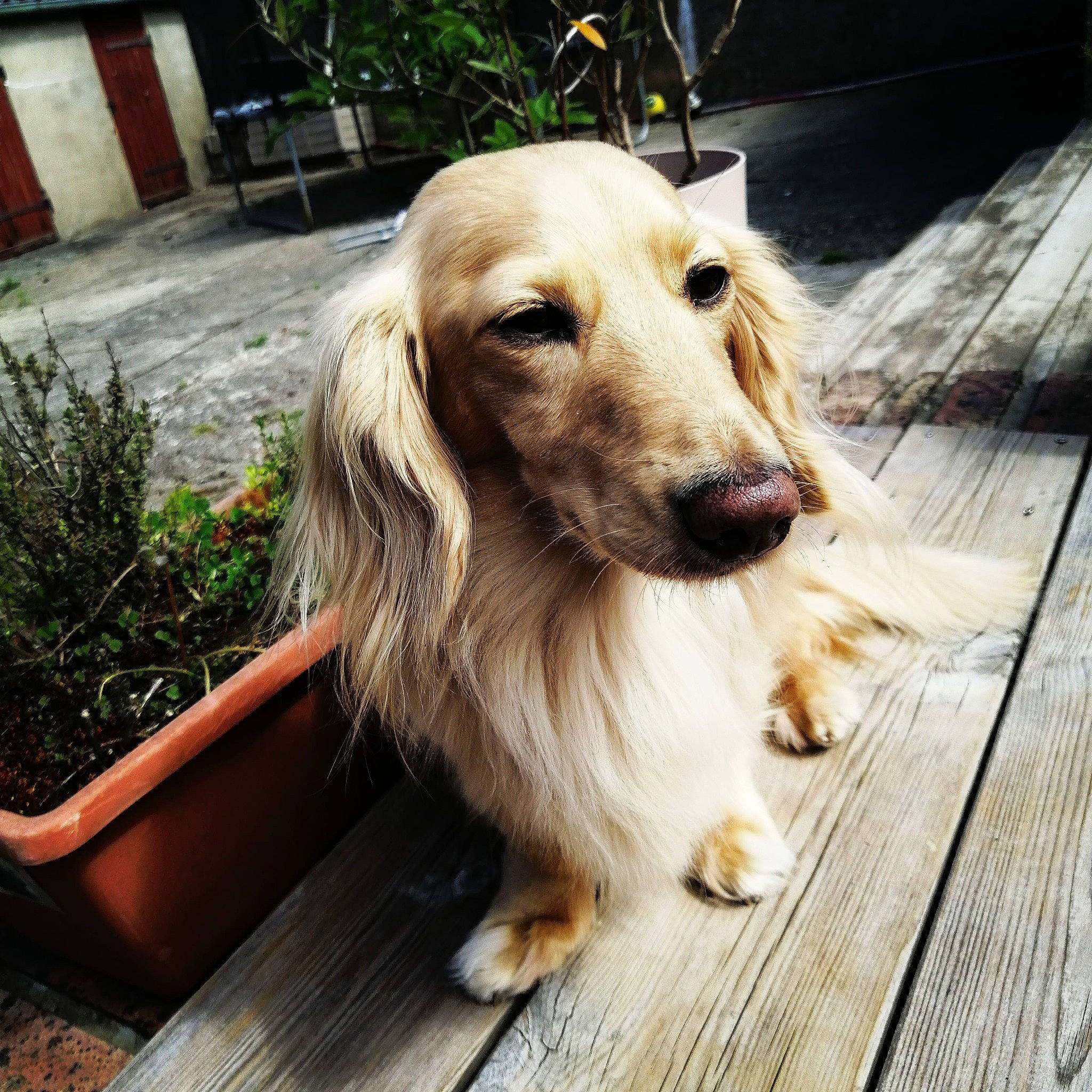 Coffee a rejoint le concours — aidez-le/la à gagner de superbes lots ! canidae, carnivore, companion_dog, dog, dog_breed, flooring, flowerpot, fur, gun_dog, hardwood, liver, pet_supply, plank, plant, recreation, snout, sporting_group, wood, working_dog