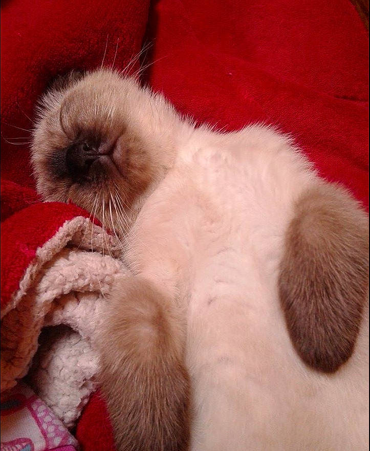 Luna participe au concours pour gagner de l'argent avec cette photo : canidae, carnivore, cat, cat_bed, claw, comfort, companion_dog, dog_breed, fawn, felidae, fur, nap, paw, rectangle, siamese, small_to_medium_sized_cats, sporting_group, tail, terrestrial_animal, whiskers