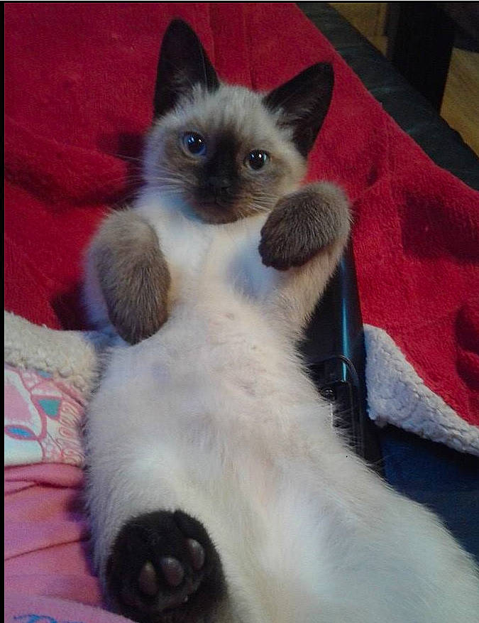 Luna participe au concours pour gagner de l'argent avec cette photo : balinese, birman, carnivore, cat, claw, comfort, domestic_short_haired_cat, fawn, felidae, fur, iris, paw, siamese, small_to_medium_sized_cats, snout, tail, terrestrial_animal, thai, whiskers