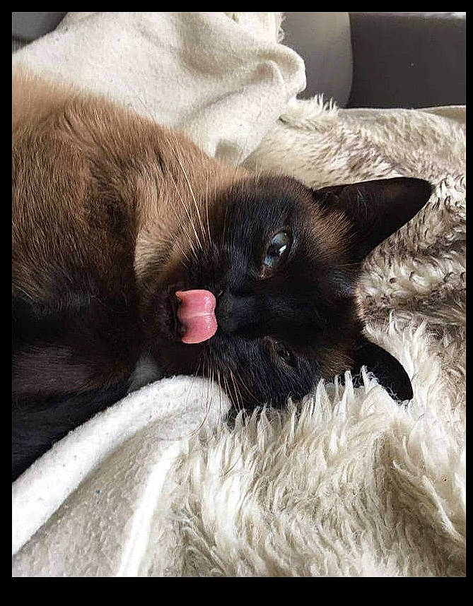 Luna a rejoint le concours — aidez-le/la à gagner de superbes lots ! beauty, black_cat, carnivore, cat, claw, comfort, dog_breed, fawn, felidae, foot, fur, nap, paw, rectangle, siamese, sky, small_to_medium_sized_cats, thai, tints_and_shades, whiskers