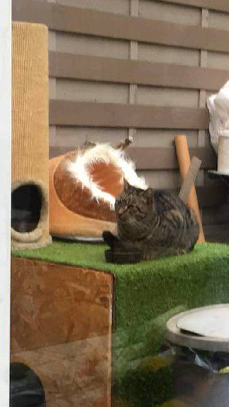 Vodka a rejoint le concours — aidez-le/la à gagner de superbes lots ! brown, carnivore, cat, cat_supply, comfort, fawn, felidae, floor, flooring, hardwood, pet_supply, rectangle, small_to_medium_sized_cats, tail, tints_and_shades, vertebrate, whiskers, window, wood, wood_stain