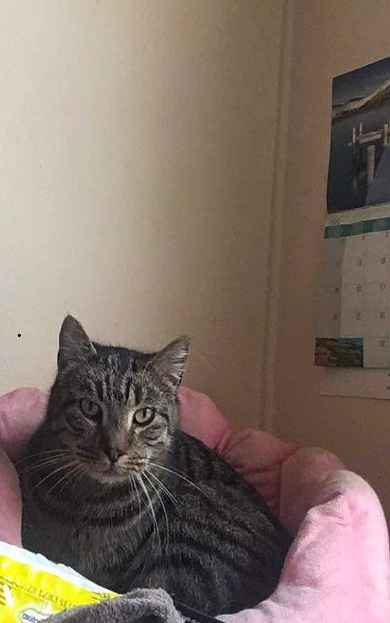 Vodka participe au concours pour gagner de l'argent avec cette photo : bed, carnivore, cat, claw, comfort, couch, domestic_short_haired_cat, felidae, flooring, fur, grey, paw, picture_frame, room, sitting, small_to_medium_sized_cats, snout, tail, whiskers, window